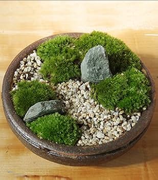 盆栽 コンクリート鉢 苔付き IMG_8658-scaled.jpg